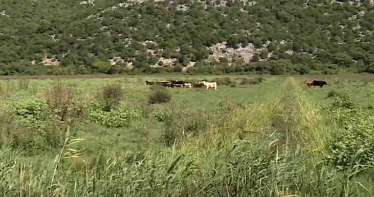 U dolini Neretve pronađeno desetak uginulih krava. Ostale slobodno lutaju