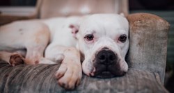 Veterinar u viralnom TikToku navodi 5 pasmina pasa čije liječenje najviše košta