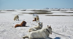 Otapanje leda na Grenlandu prijeti psima za vuču sanjki