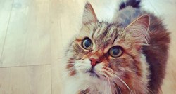 Poruka oko mačkinog vrata otkrila vlasnici da njen ljubimac živi dvostrukim životom