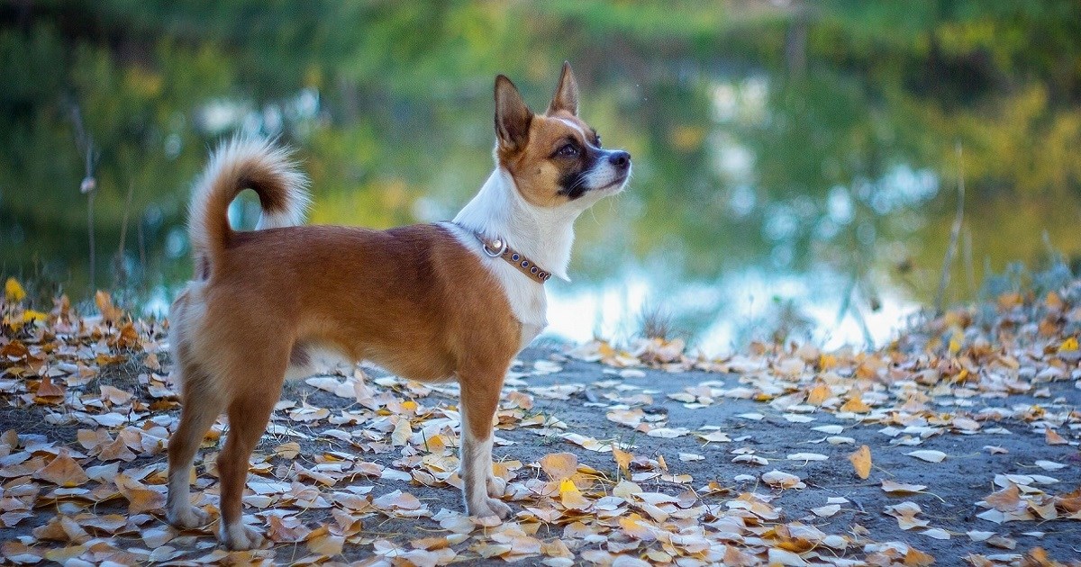 Za ovu pasminu pasa sigurno niste čuli, a krasi je puno zanimljivih karakteristika