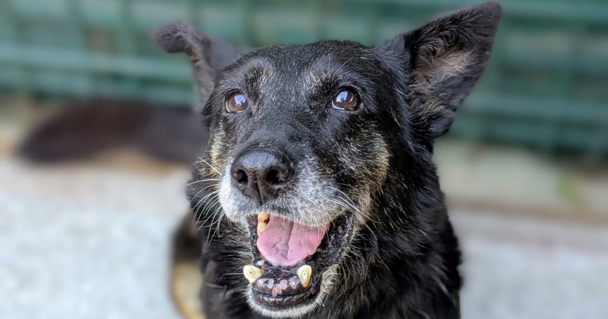 Garica je jedva preživjela brutalan napad, sada čeka svoju priliku za sreću
