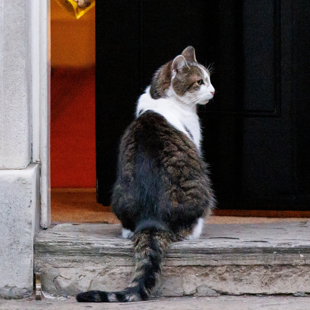 Vladari se mijenjaju, mačak ostaje: Larry iz Downing Streeta čeka svog 6. premijera