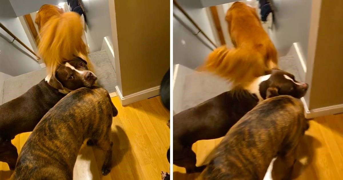 Ženi nije bilo jasno zašto psi ne silaze niz stepenice, otkrila najslađeg krivca