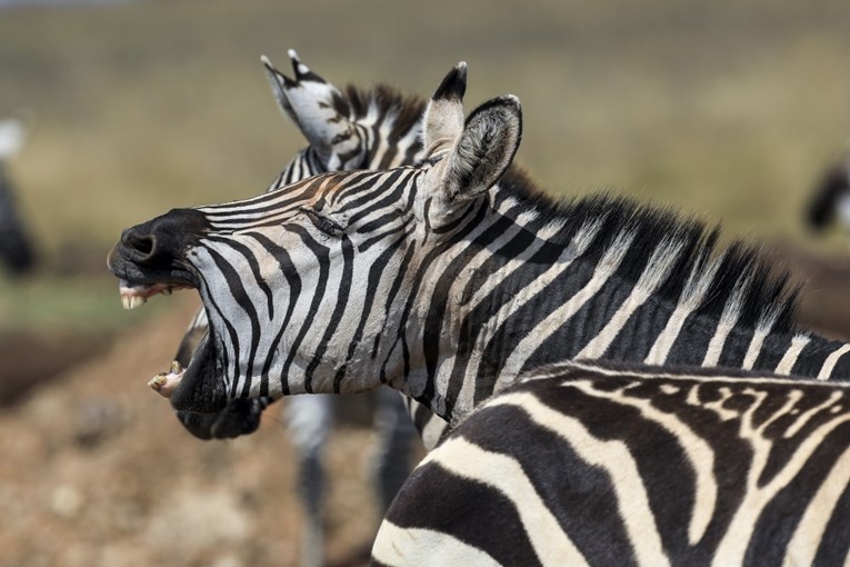 Zebre bježale po Münchenu