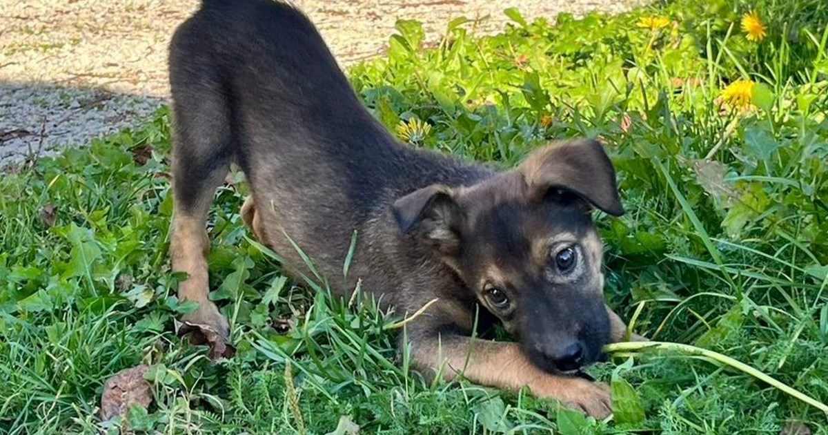 Presladak i zaigran: Maleni Ozzy veselo je štene koje traži dom