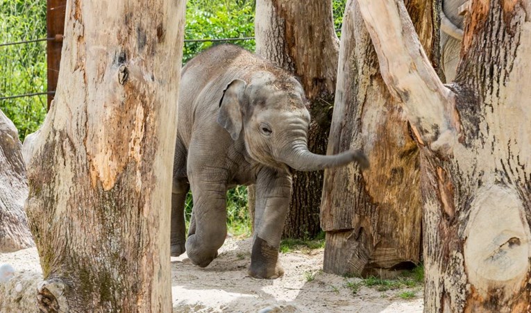 Smrtonosni virus ubija slonove u zoološkom vrtu u Zürichu