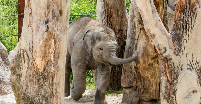 Smrtonosni virus ubija slonove u švicarskom zoološkom vrtu