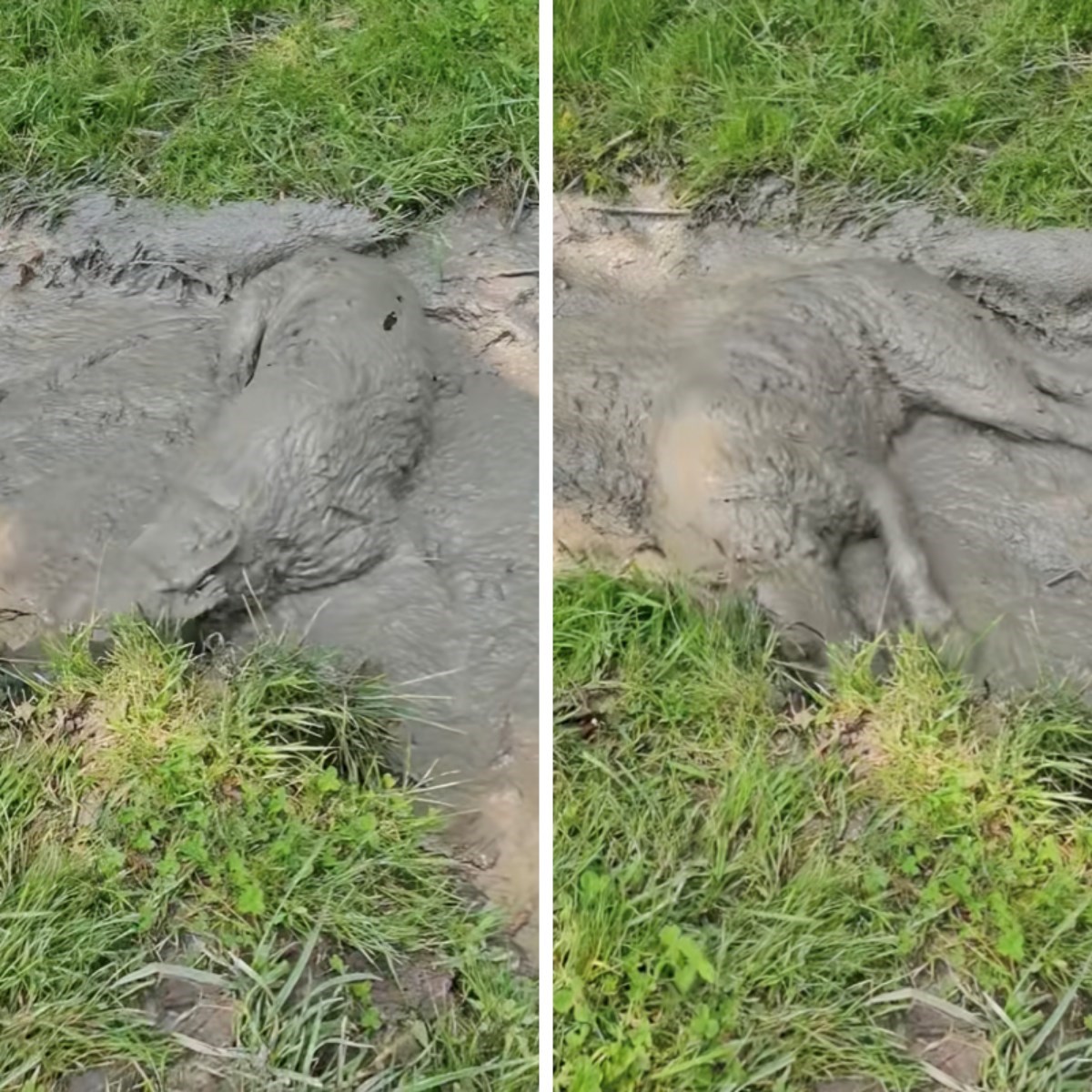 Njemački ovčar valjao se u blatu tijekom šetnje. Gotovo pa se ni ne vidi