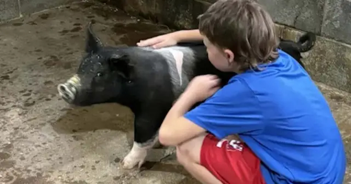 Susjedi u SAD-u ubili terapijsku svinju dječaka s autizmom