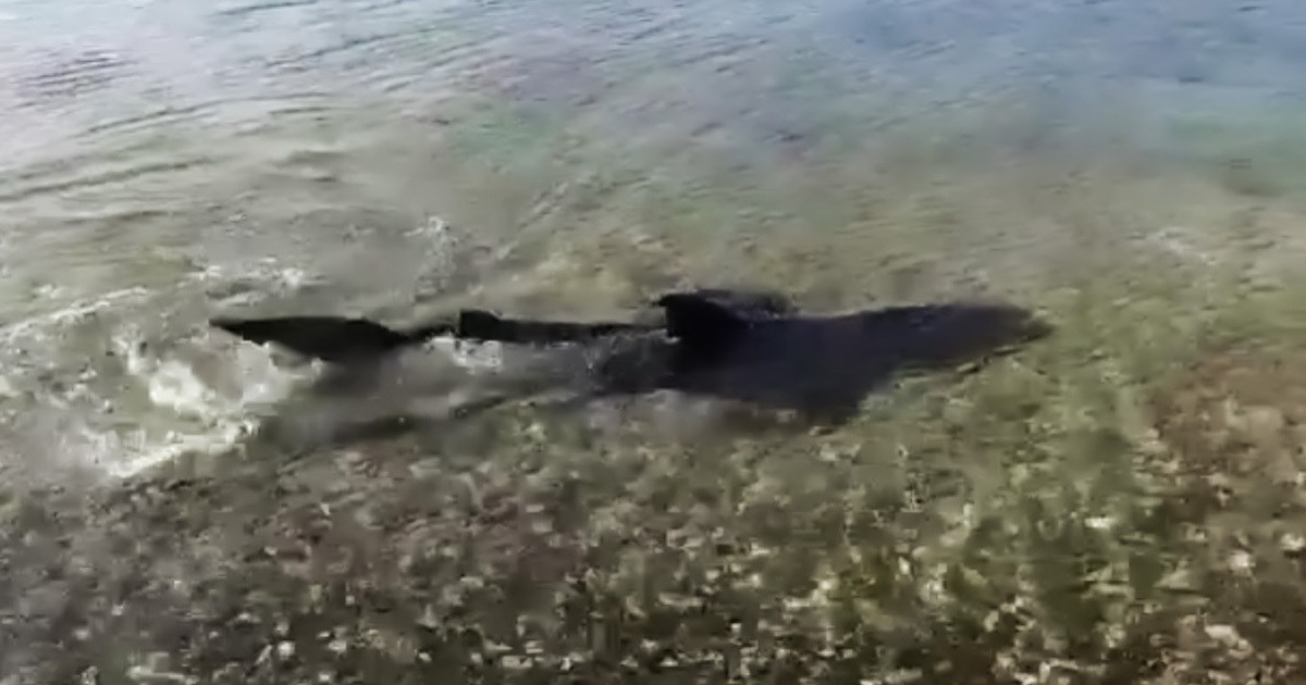 Kod Medulina u plićaku snimljen morski pas, pogledajte