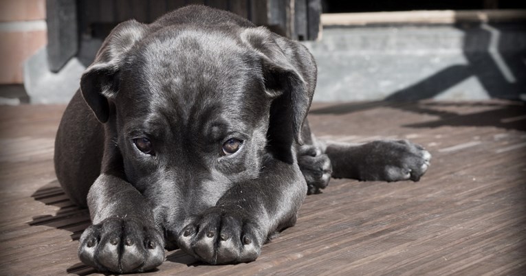 Neočekivani znak otkriva da pas možda pati od kronične tjeskobe, prema veterinarima