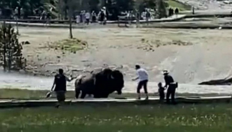 VIDEO Obitelj u parku Yellowstone napao bizon, muškarac završio u bolnici