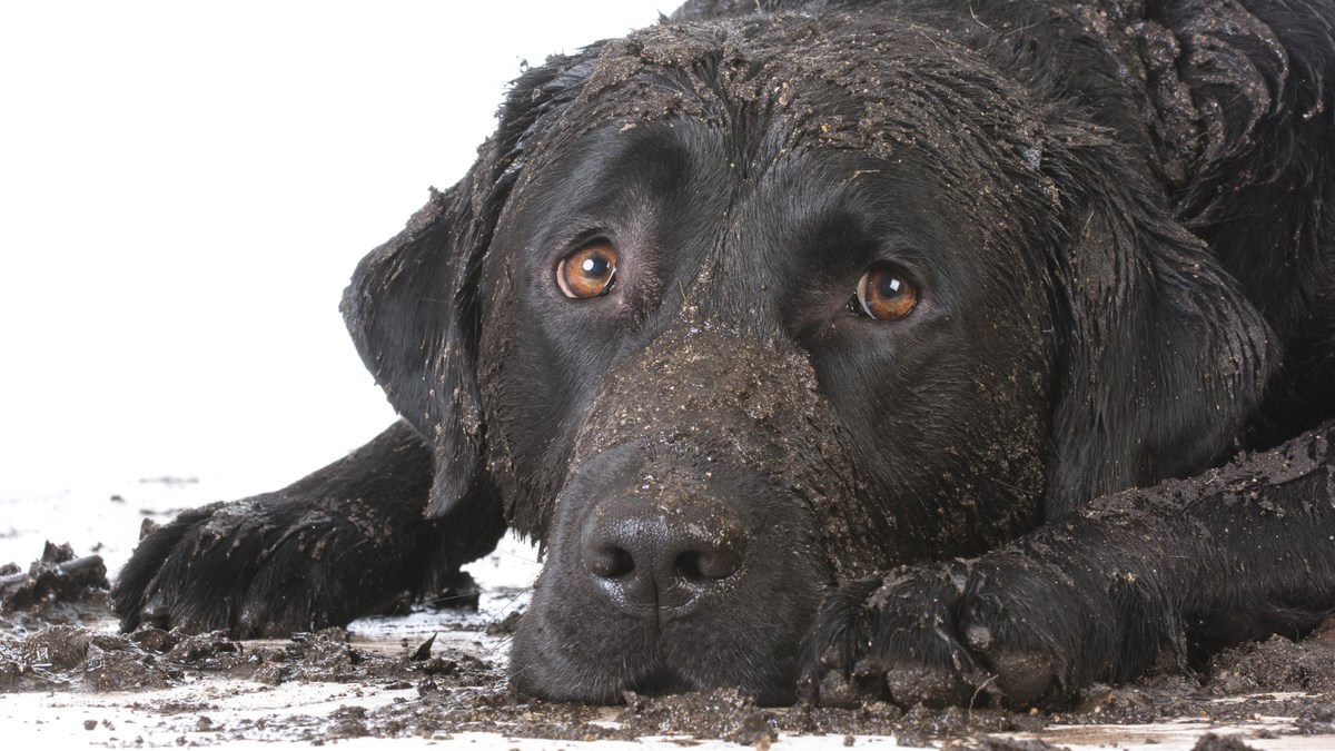 VIDEO Psi uživaju u valjanju u blatu, a vjerujemo da će time zabaviti i vas