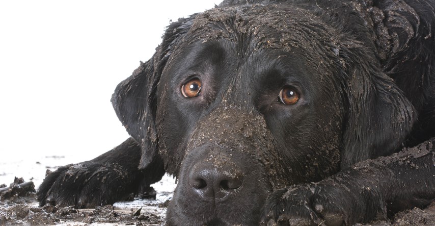 VIDEO Psi uživaju u valjanju u blatu, a vjerujemo da će time zabaviti i vas