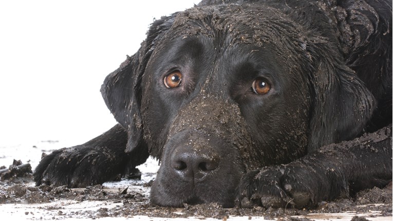 VIDEO Psi uživaju u valjanju u blatu, a vjerujemo da će time zabaviti i vas