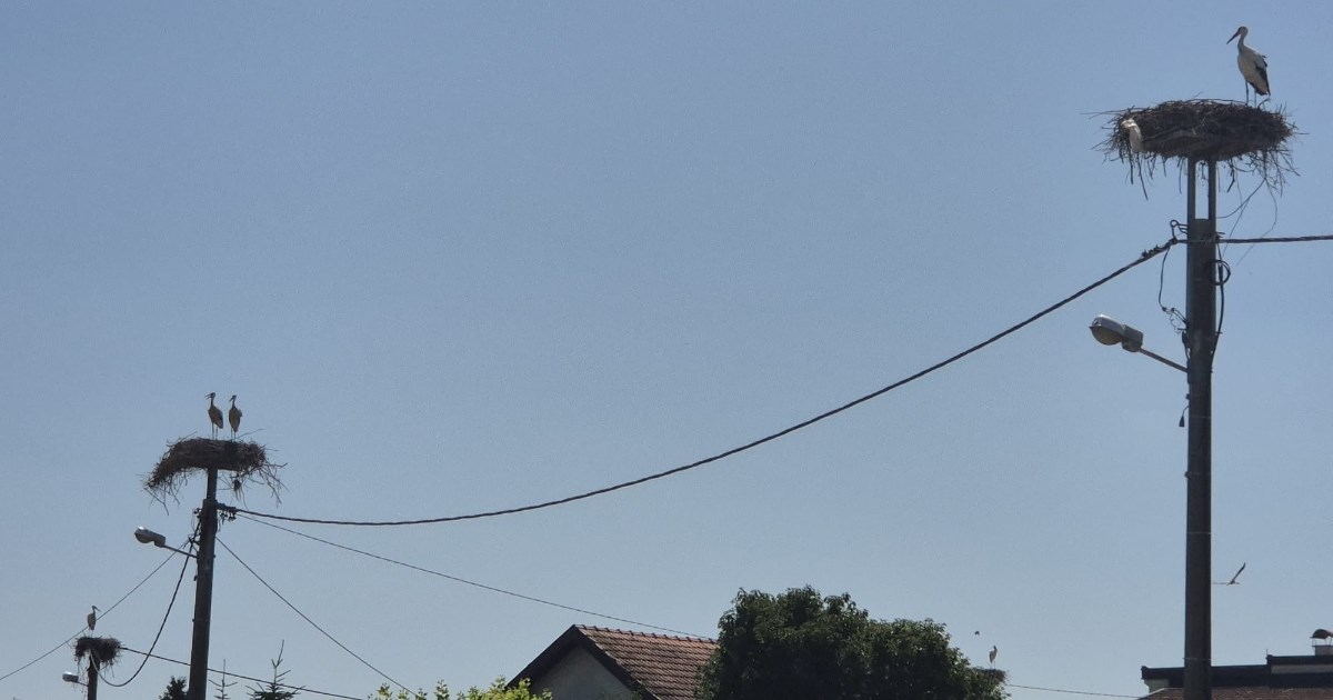 Zagrebačke rode pripremaju se za dug put prema Africi