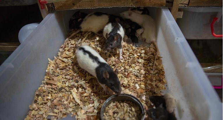 Žena u Njemačkoj živjela s 800 štakora