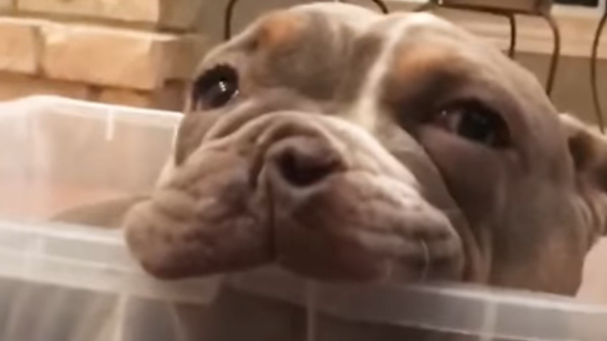 Smatrali su da je rješenje baciti bolesno štene u rijeku