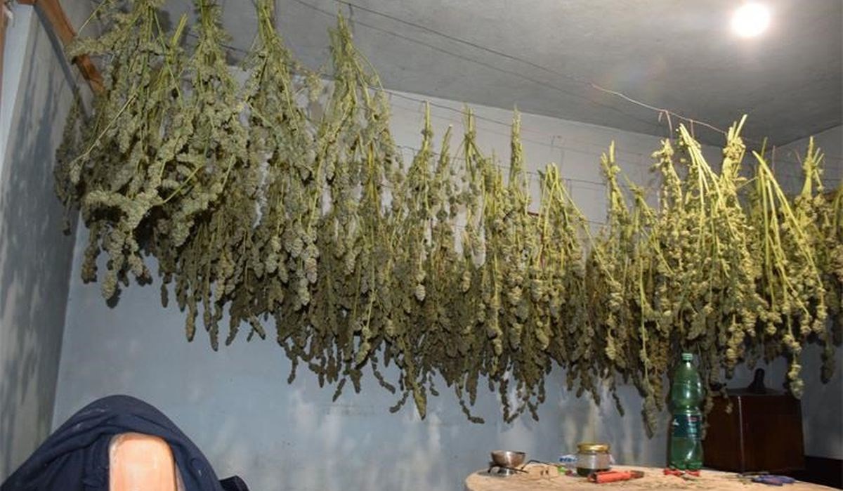 Policija uhitila 60-godišnjaka kod Čazme. Našli 20 kg marihuane i još puno stabljika