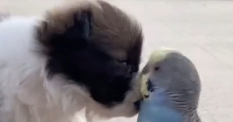 Neobično prijateljstvo štenca i papige oduševilo internet: "Najslađi video ikad"