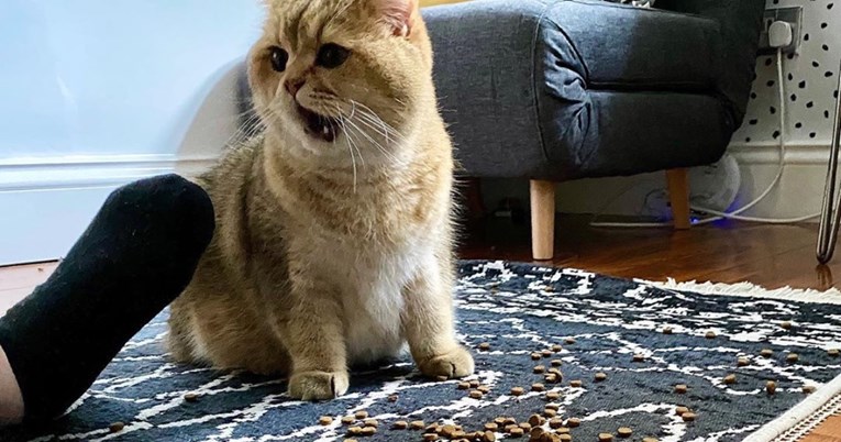Vlasnica slučajno prosula hranu svog mačka, njegova reakcija je sve
