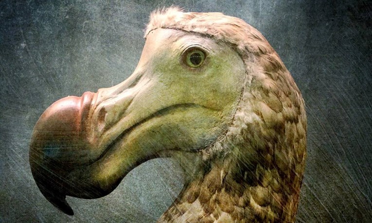 Startup iz SAD-a: Dešifrirali smo genom izumrle ptice dodo, možemo je vratiti u život