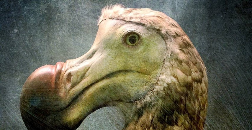 Startup iz SAD-a planira vratiti izumrlog dodoa: "Možemo oživjeti i vunastog mamuta"