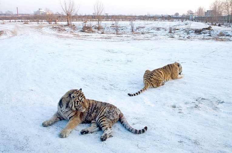 Na istoku Rusije ekstremne količine snijega, ugrožen sibirski tigar