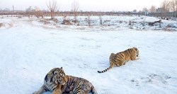Stručnjaci zabrinuti za sibirskog tigra zbog ekstremnog snijega na istoku Rusije
