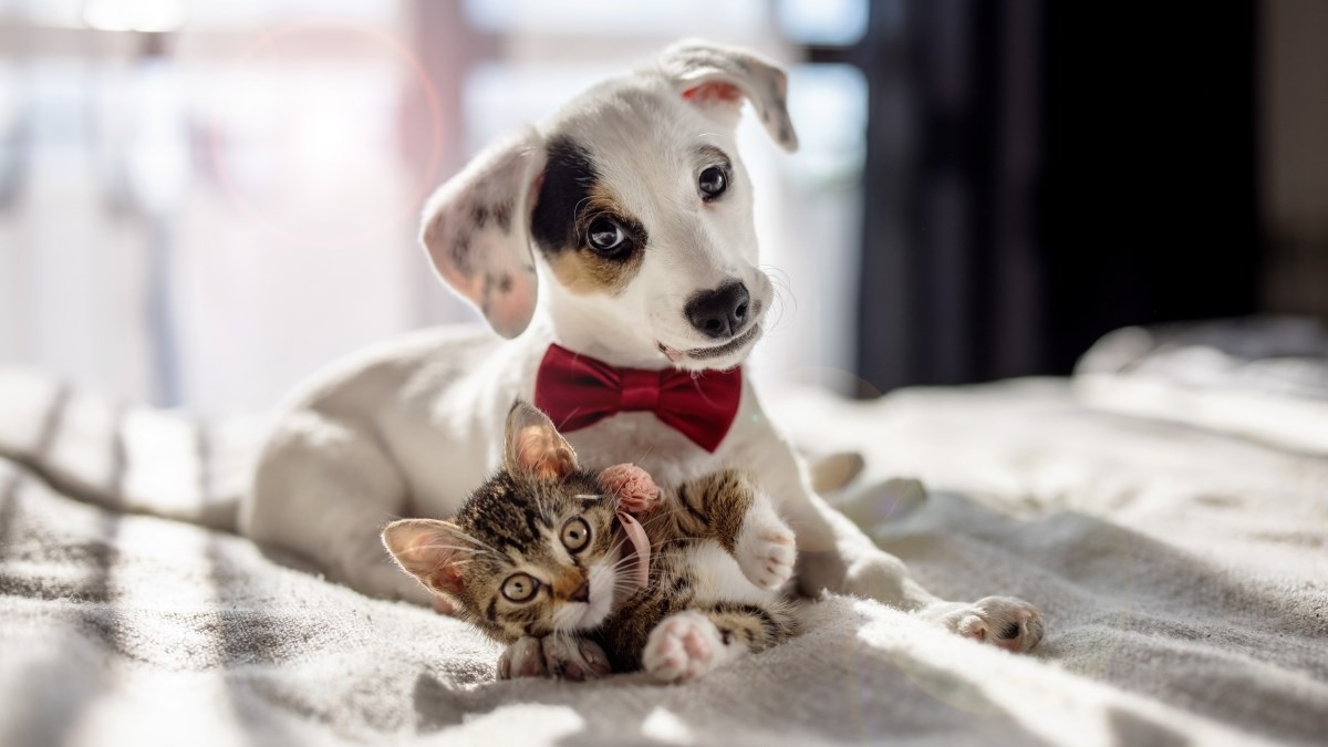 Razumijete li što vam ljubimci govore? Imamo za vas super natječaj i simpa nagrade