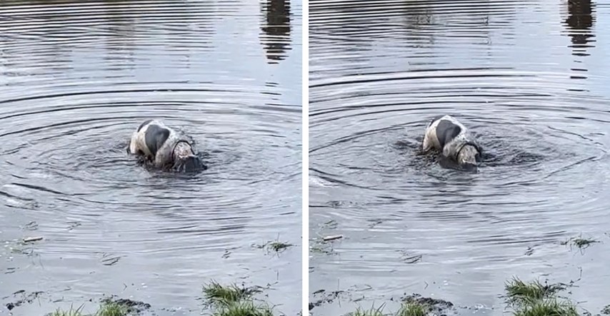 Pas je ušao u lokvu vode i počeo kopati, kad je izronio, izgledao je neprepoznatljivo