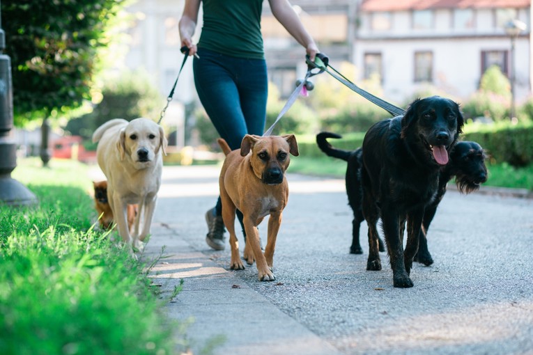 Pet sitting postaje sve traženija usluga u Hrvatskoj