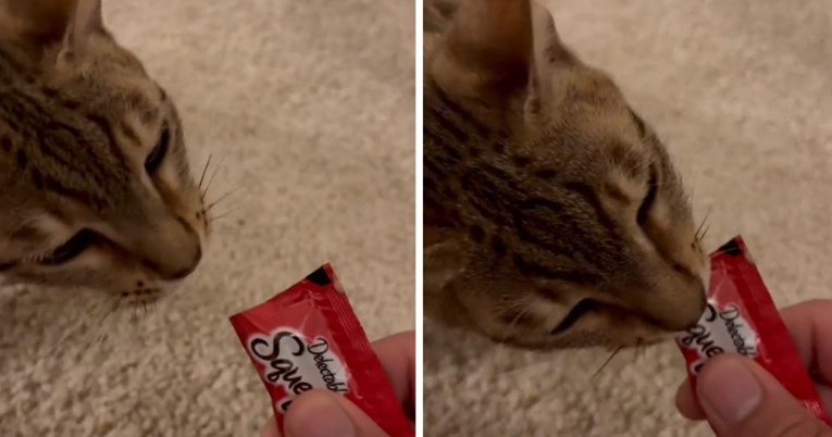 Ova mačka ispušta smiješne zvukove dok jede, video je urnebesan