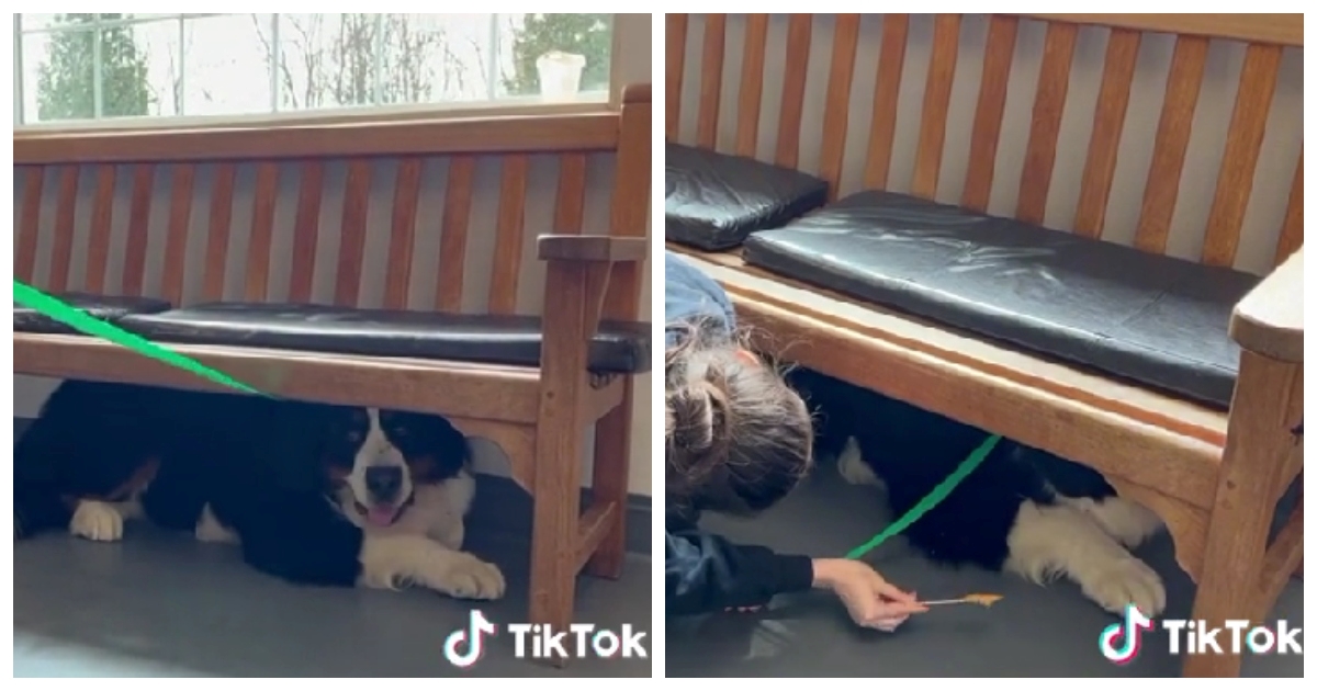 VIDEO Ovaj pas toliko se boji veterinara da odbija izaći iz svog skrovišta