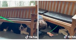 VIDEO Ovaj pas toliko se boji veterinara da odbija izaći iz svog skrovišta