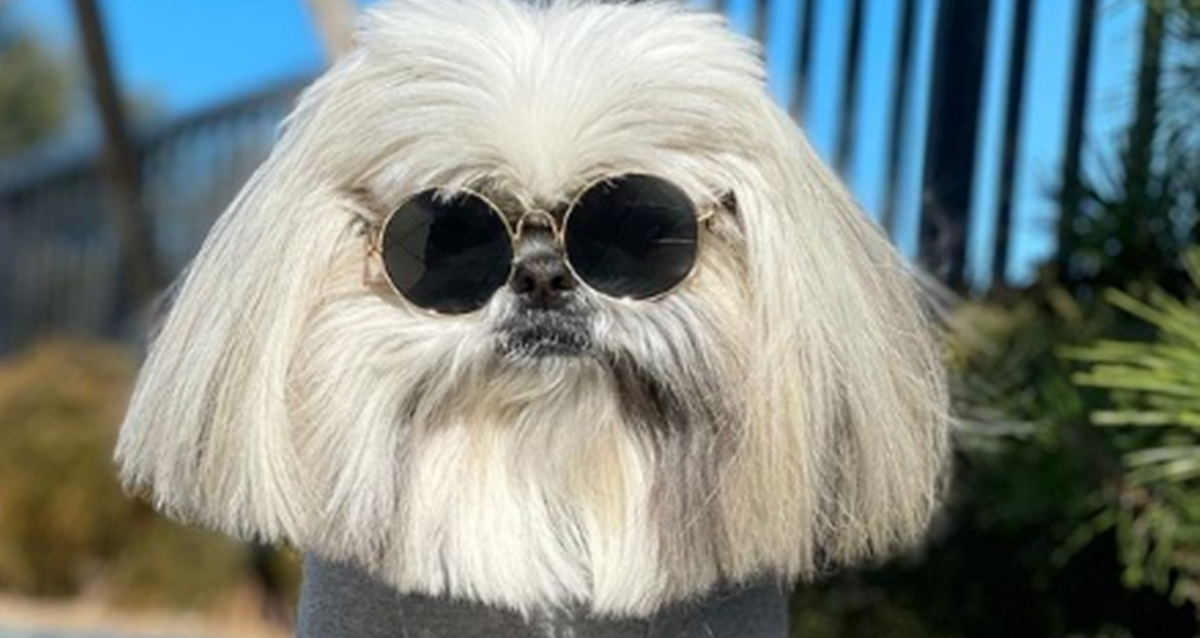 Pas je preko noći postao zvijezda, njegovu frizuru uspoređuju s onom slavne pjevačice