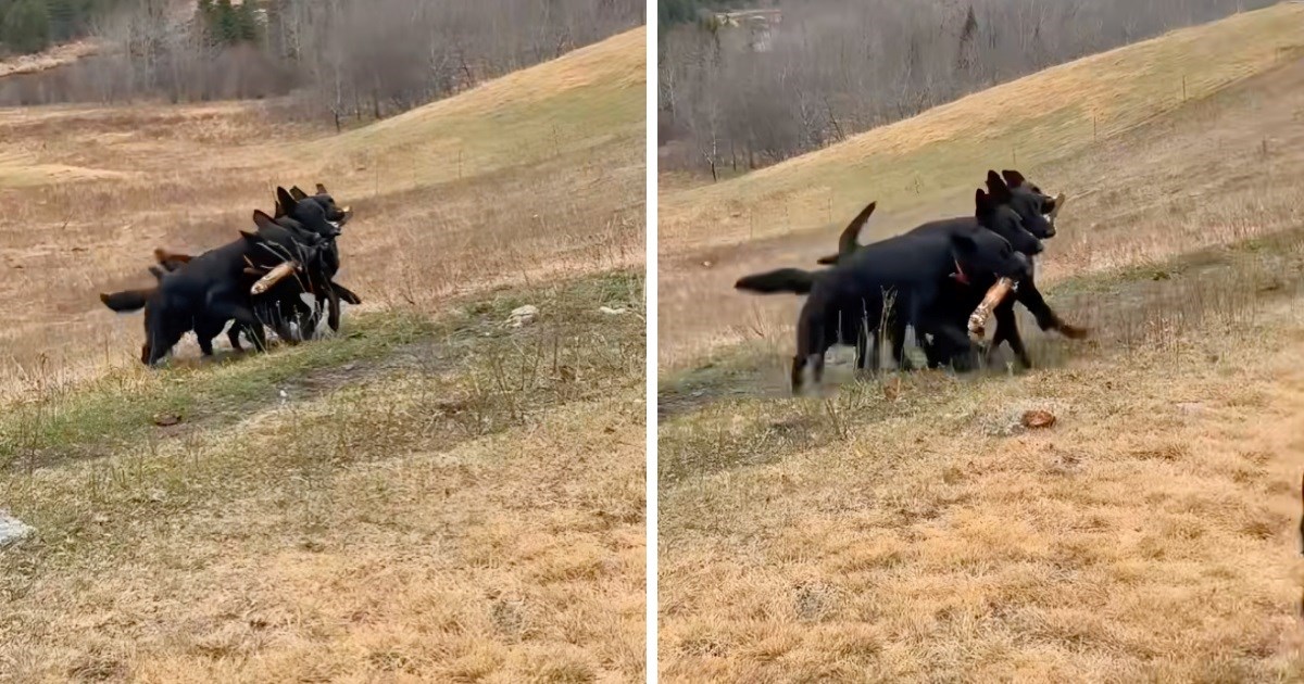 Ovčari u šetnji pronašli veliki štap, zajedno su ga nosili vlasniku kad ih je zvao