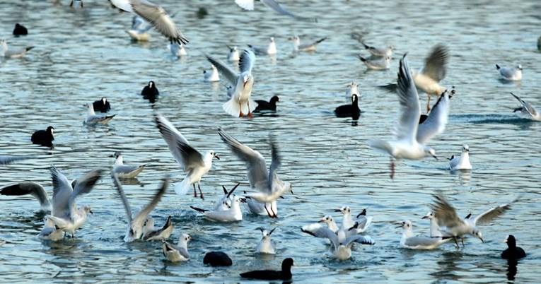 U NP-u Krka zabilježene 33 vrste ptica vodarica, evo kojih ima najviše