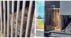 Dva lava i dva tigra iz Ukrajine stigla u Nizozemsku, u teškom su stanju