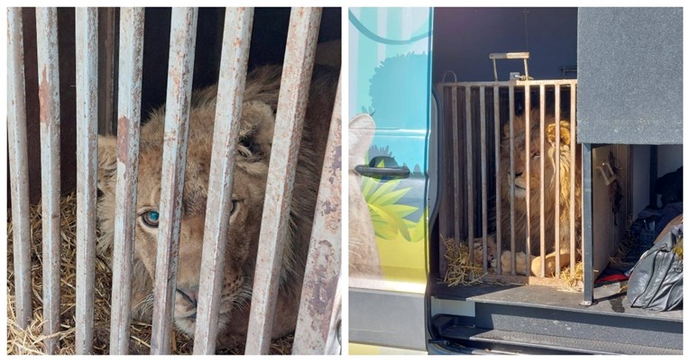 Dva lava i dva tigra iz Ukrajine stigla u Nizozemsku, u teškom su stanju
