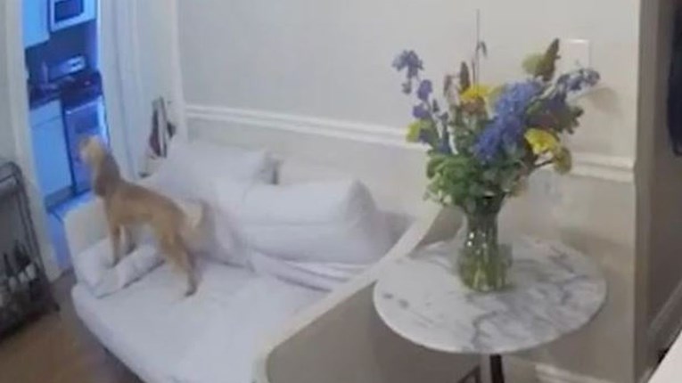 Vlasnici pomoću kamere otkrili što pas radi kad je sam kod kuće: "Slomio nam je srce"