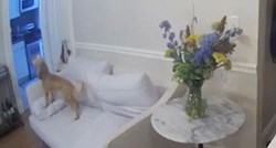 Vlasnici pomoću kamere otkrili što pas radi kad je sam kod kuće: "Slomio nam je srce"