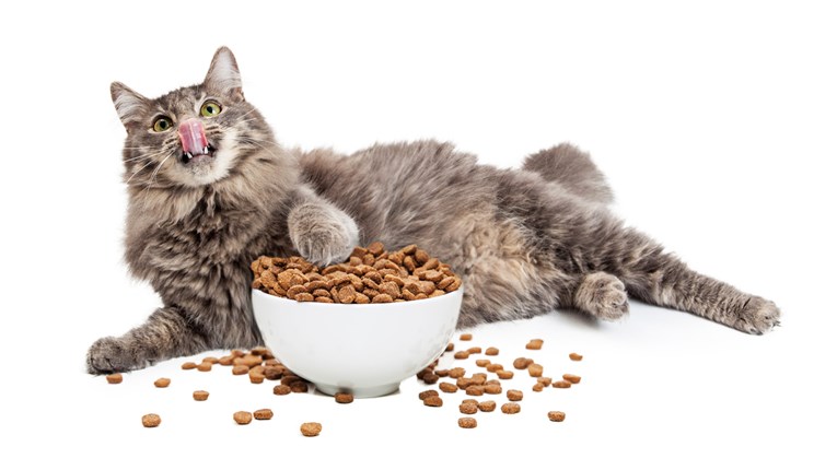 Pravilna prehrana mačaka! Doznajte kako ih održati sitima i zdravima