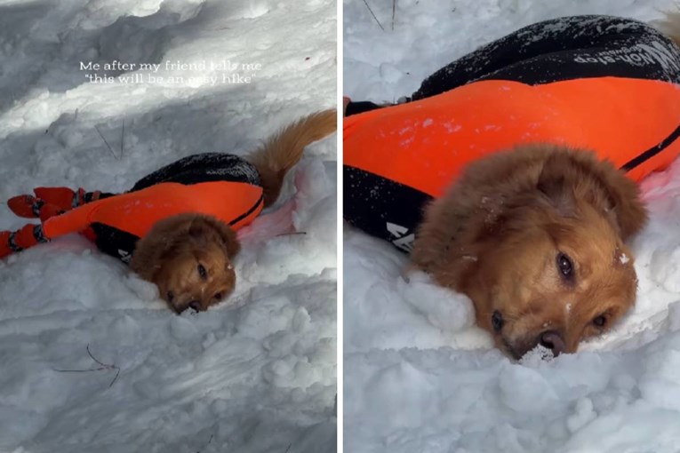 VIDEO Pas iscrpljen od planinarenja po snijegu osvojio internet