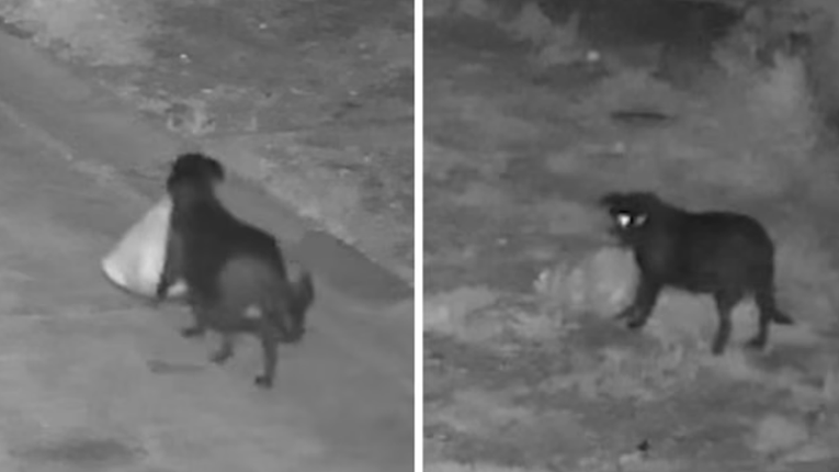 VIDEO Muškarac na Siciliji dresirao psa da ilegalno baca smeće