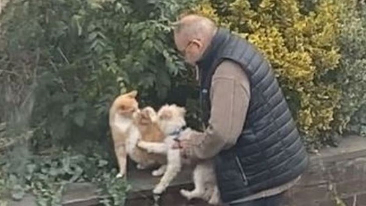 Vlasnik upoznao psa s mačkom iz susjedstva, video je hit
