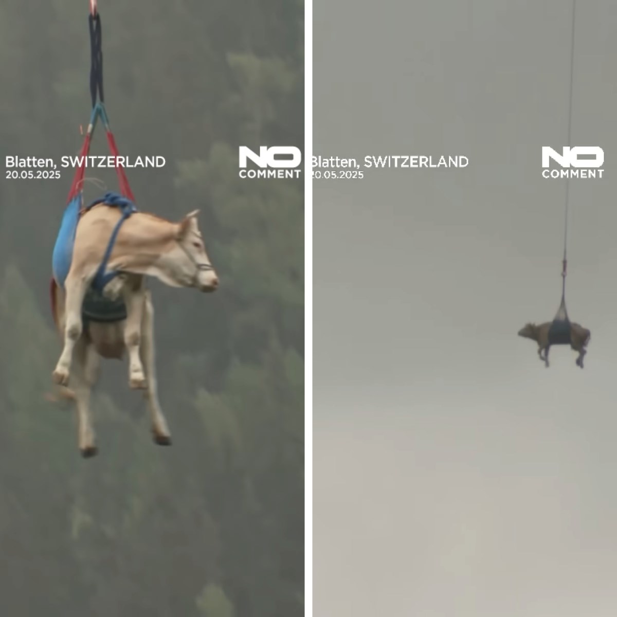 VIDEO Leteće krave: U Švicarskoj evakuirali stado helikopterom