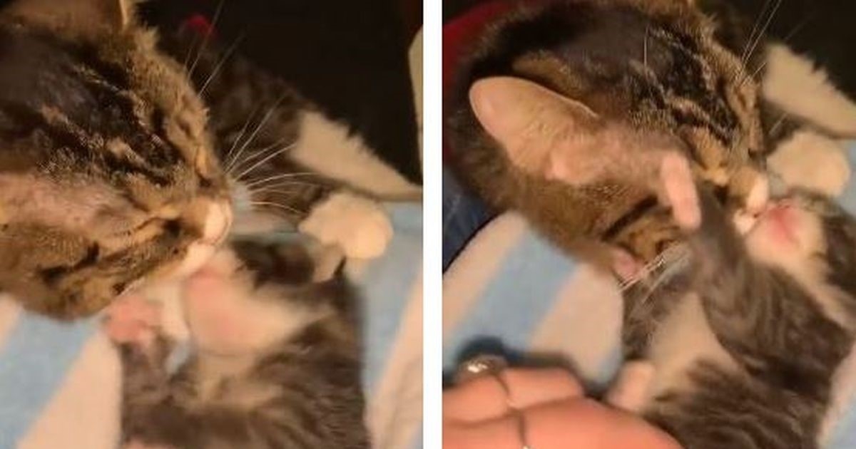 Mačka nije mogla skrivati sreću kada se ponovno susrela sa svojim mačićem