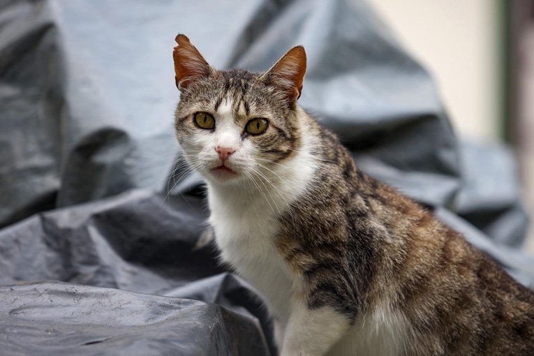 FOTO Ova mačka privukla je pažnju fotografa u Zadru